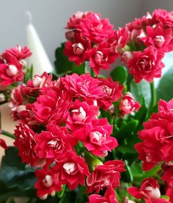 Close-up of pink flowers blooming outdoors