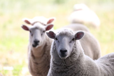 Portrait of sheep on field