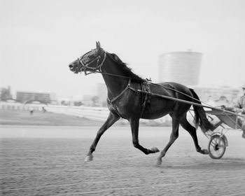 Horse and cart against sky