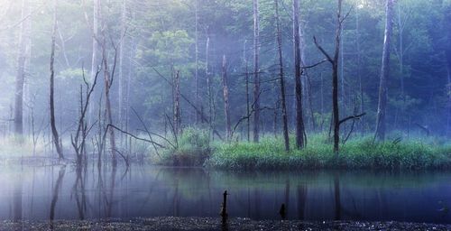 Trees in forest