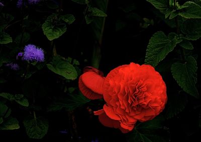 Close-up of red hibiscus blooming outdoors