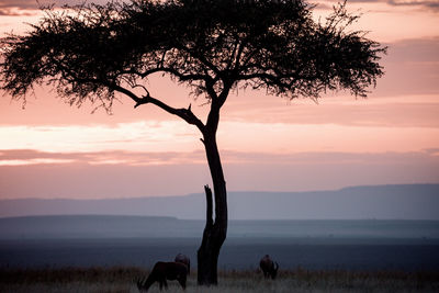 View of the tree and animal on the field against the sky at sunset
