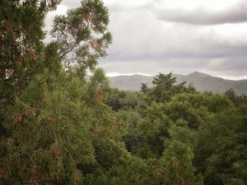 Scenic view of trees and mountains against sky