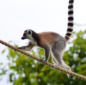 Low angle view of monkey on tree branch