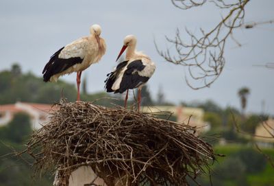 Low angle view of stork on nest against sky