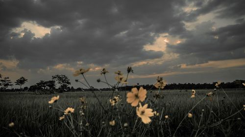 Close-up of flowering plants on field against sky during sunset