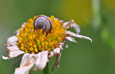 Close-up of snail on flowers