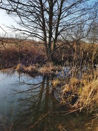 Bare tree by lake in forest