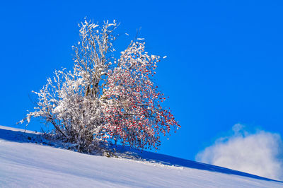 Low angle view of flowering plant against blue sky