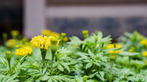 Close-up of yellow flowering plant