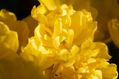 Close-up of yellow roses