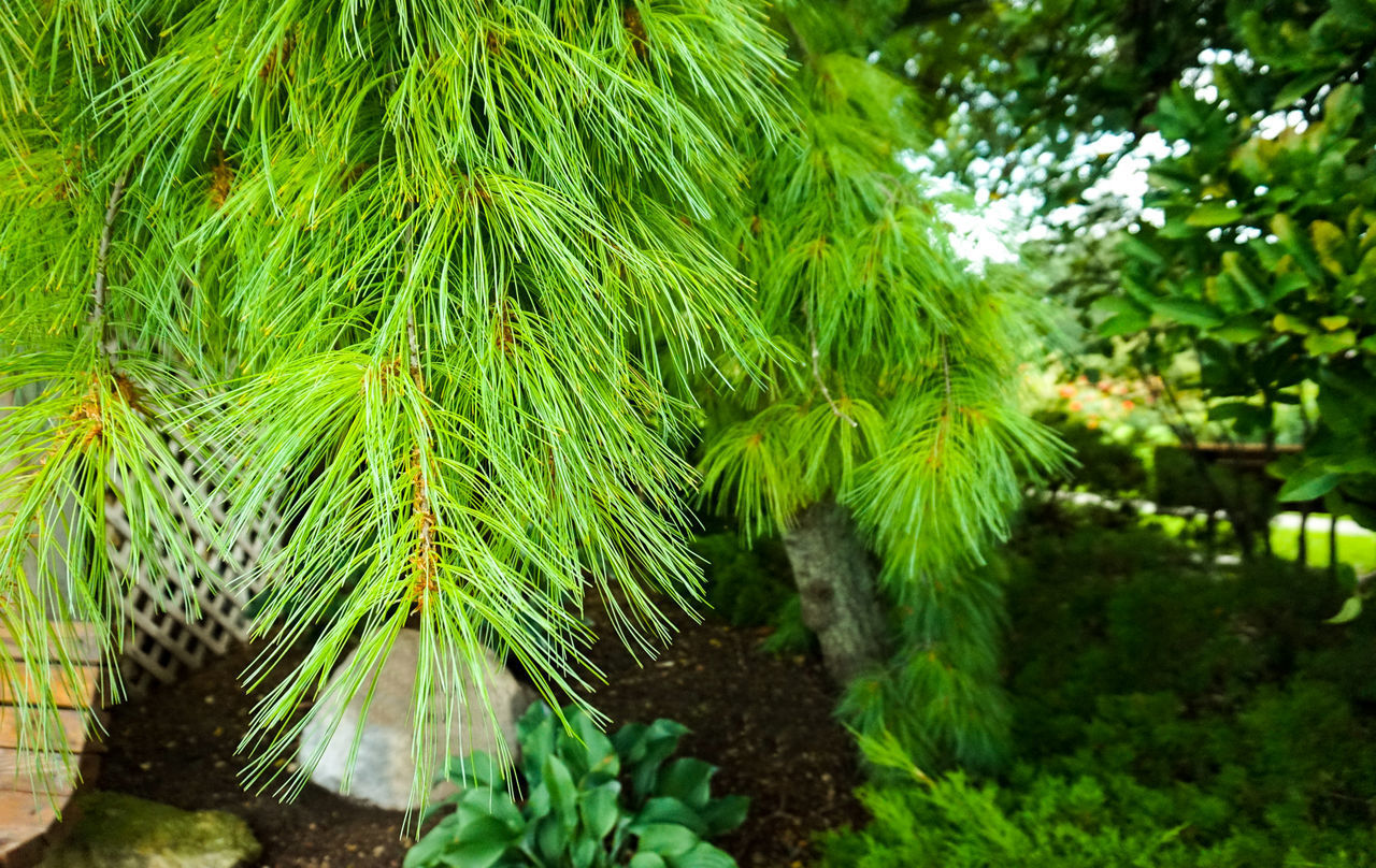 CLOSE-UP OF PALM TREES