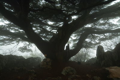 Trees in forest