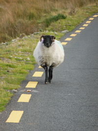 Dog standing on road in city