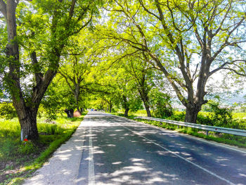 Empty road along trees