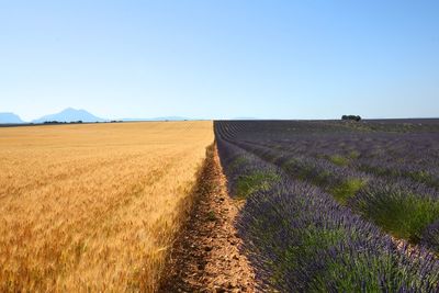 Scenic view of field against clear sky