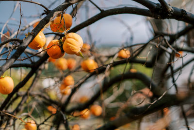 Low angle view of orange on tree