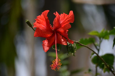 Close-up of red flower