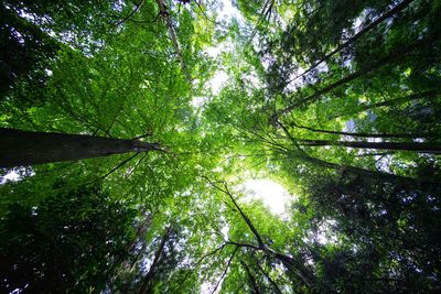 Low angle view of bamboo trees in forest