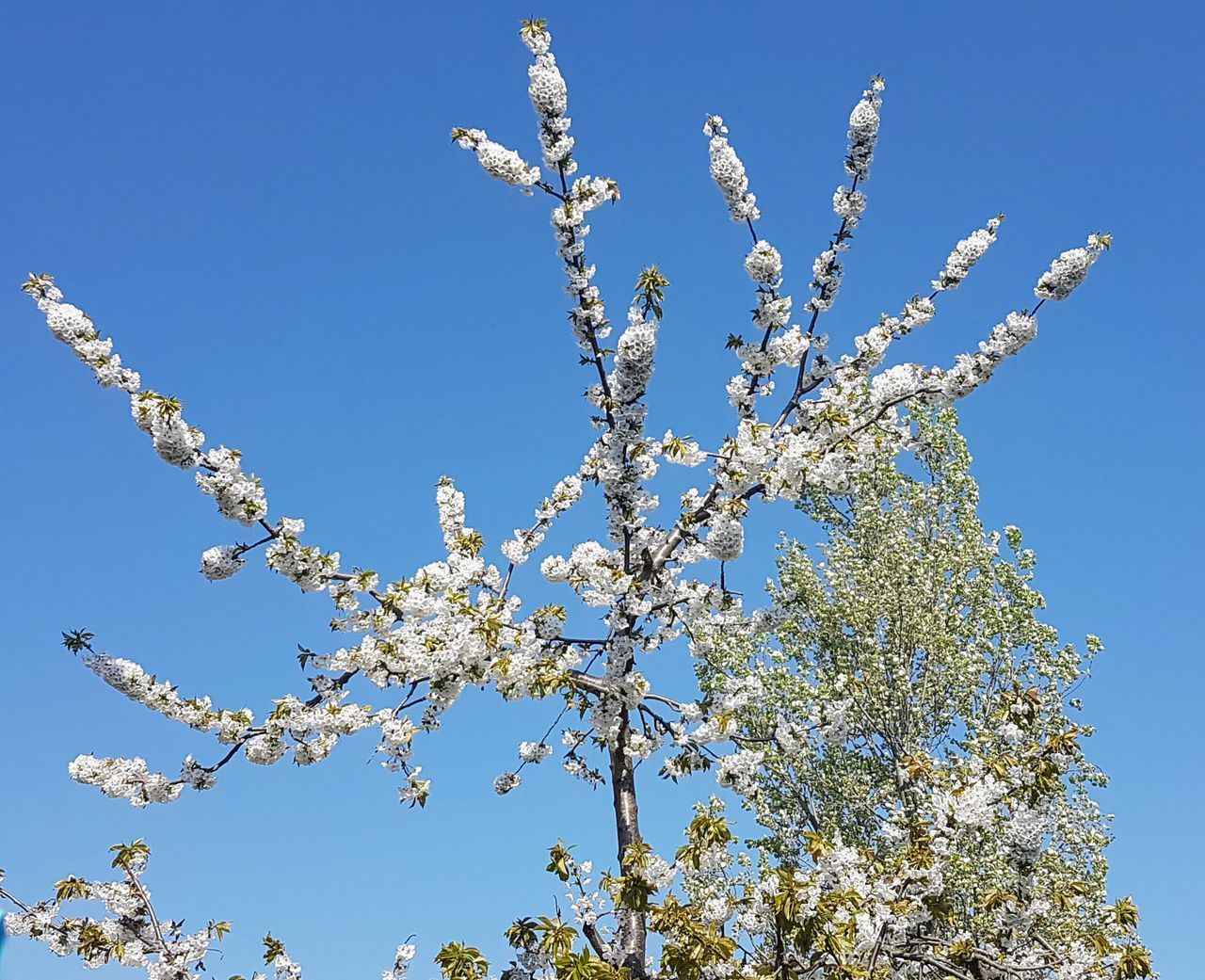 LOW ANGLE VIEW OF CHERRY BLOSSOM AGAINST CLEAR BLUE SKY