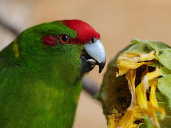 Close-up side view of parrot