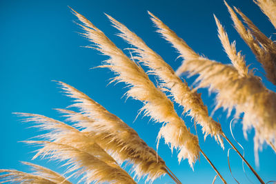 Low angle view of bird against blue sky