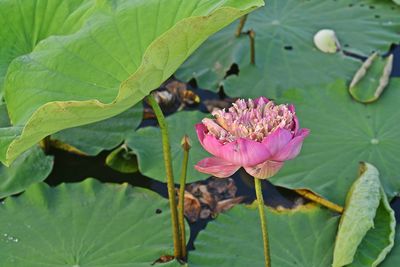 Close-up of pink water lily in lake