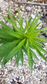 High angle view of plant growing on field