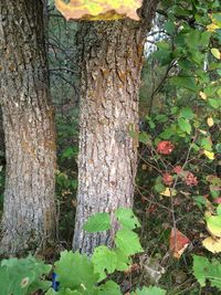 Close-up of lichen on tree trunk in forest