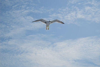 Low angle view of seagull flying