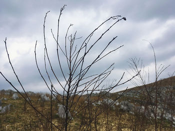 Close-up of bare trees on field against sky