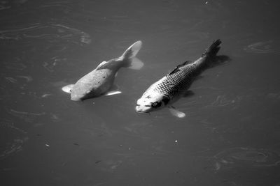 High angle view of fishes swimming in sea