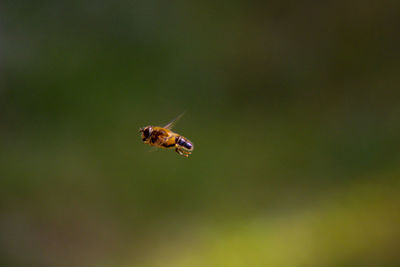 Close-up of bee flying