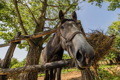 View of a horse on tree
