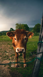 Cow standing in a field