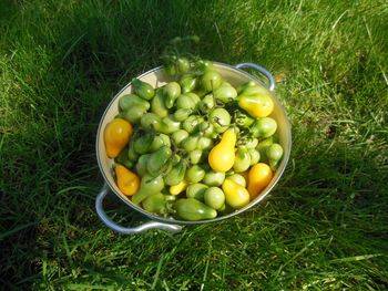 High angle view of tomatoes in container on field