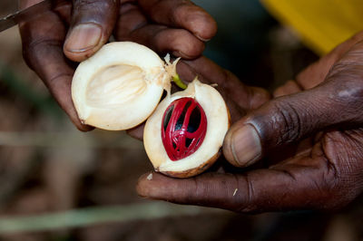 Close-up of hand holding fruit - nutmeg