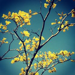 Low angle view of yellow flowers