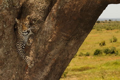 Close-up of a tree trunk