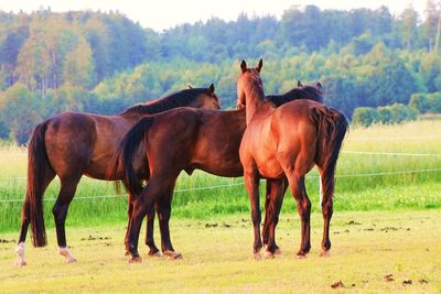 Horses in a field