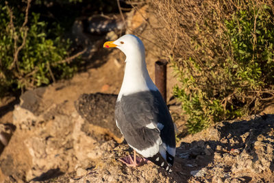 Close-up of bird perching on a field