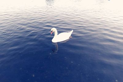 High angle view of swan swimming in lake