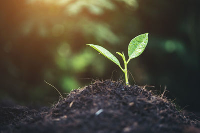 Close-up of plant growing on field