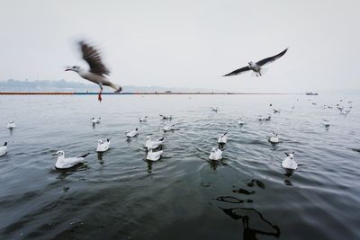 Seagulls flying over lake against sky