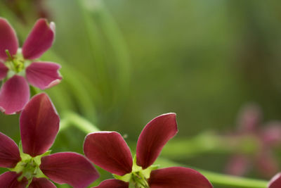 Close-up of pink flowering plant in park