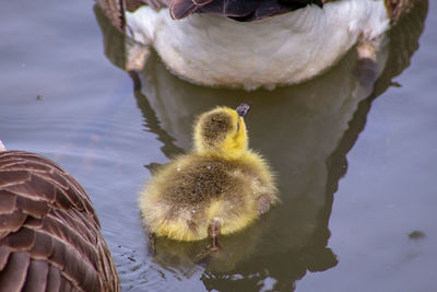 Close-up of gosling's in lake