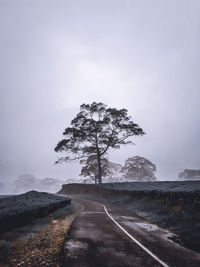 Road by tree against sky