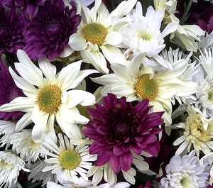 Close-up of fresh white flowers blooming outdoors