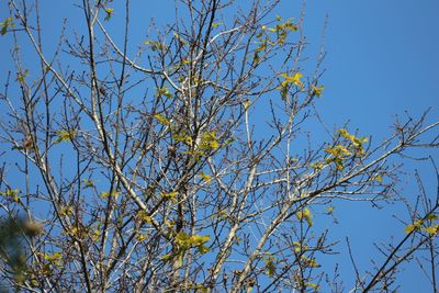 Low angle view of flower tree against clear blue sky