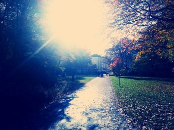 Sun shining through trees